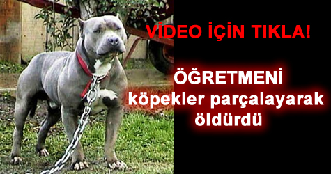 Ankara’da katil köpek dehşeti!