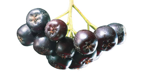 aronia