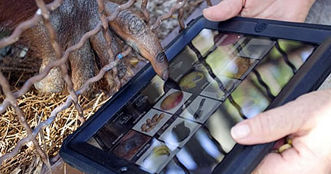 orangutan ipad